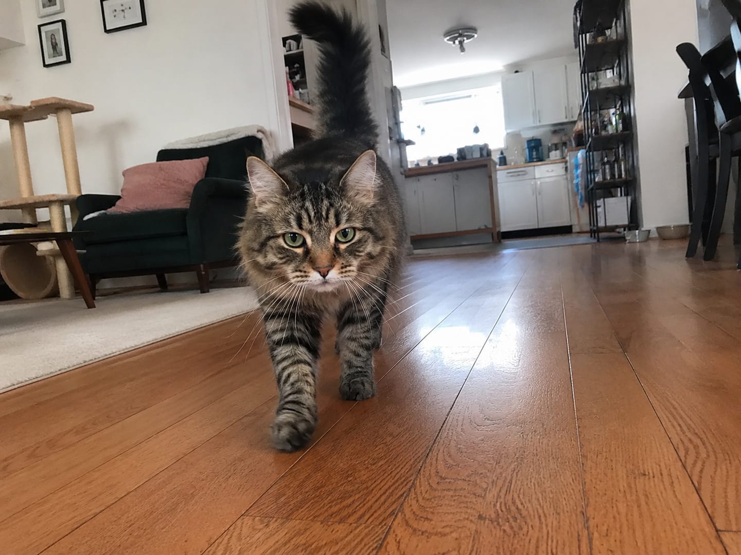 Customer photo review of Catpip Calm Room Pheromone Diffuser