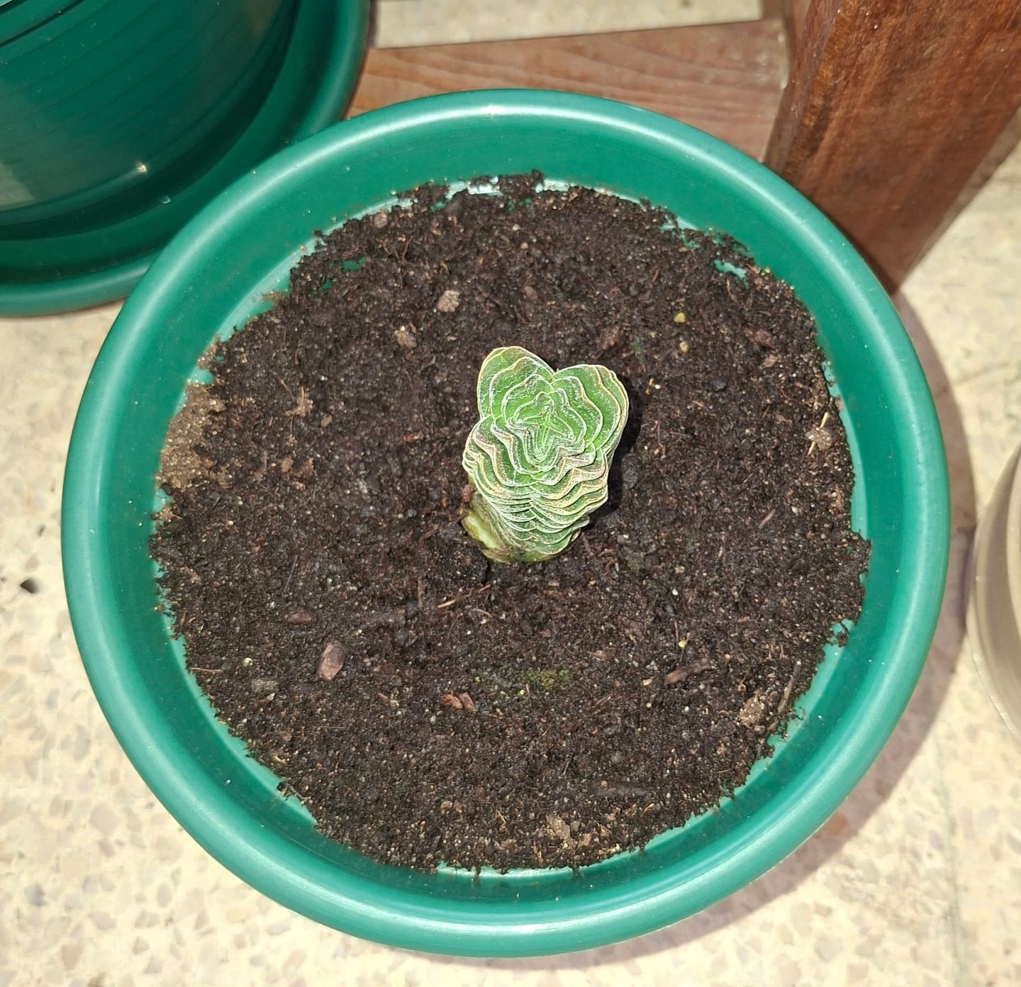 Customer photo review of Crassula cv. Buddha Temple