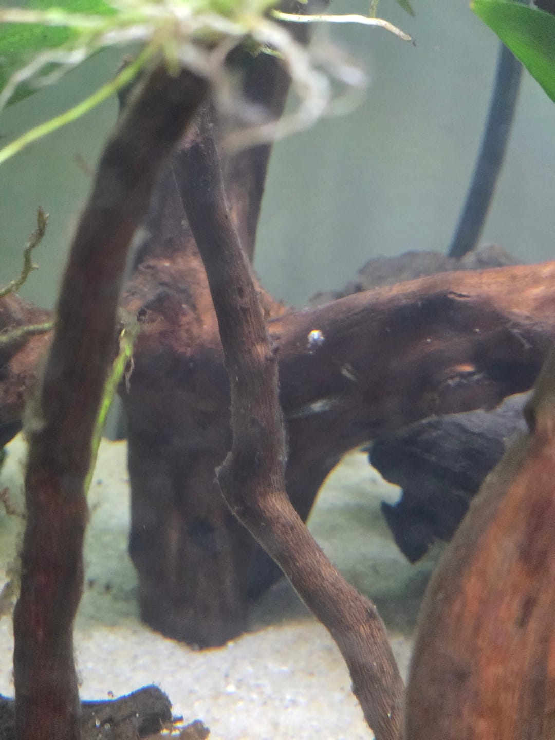 Customer photo review of Amano Shrimp