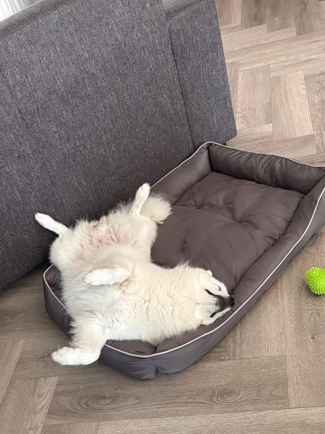 Customer photo review of Pet Perfect Hondenkussen - Benchkussen - Waterafstotend