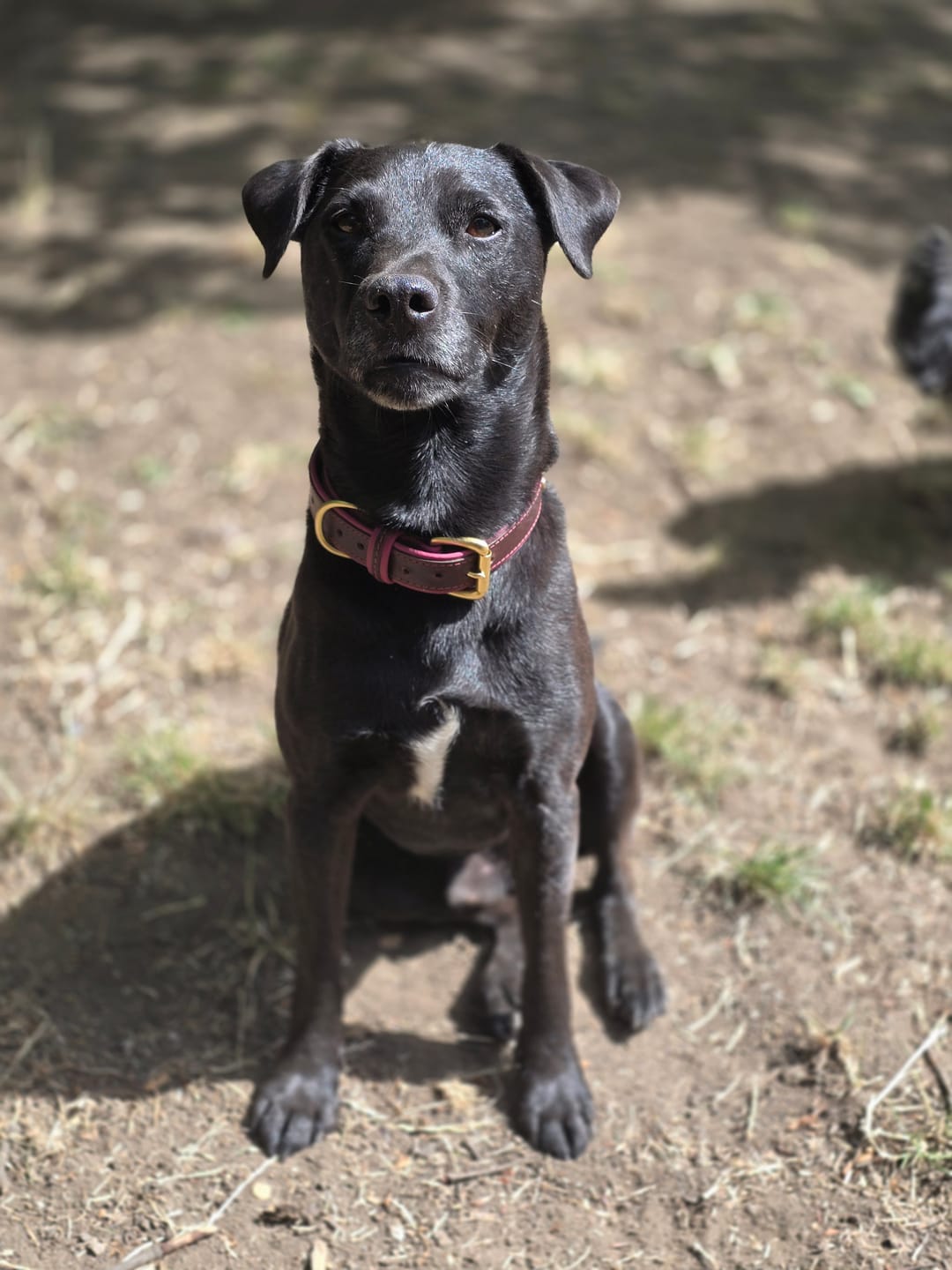 Customer photo review of Two Tone Biothane & Leather Collar