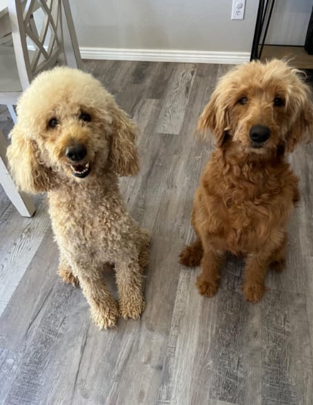 Customer photo review of Pawsky™ 2-in-1: Brushes & Vacuums