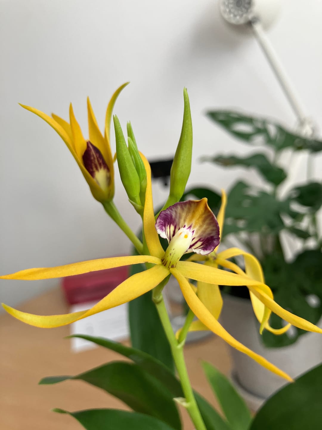 Customer photo review of Encyclia Jasper mit orange-gelben Blüten und 1+ Rispen