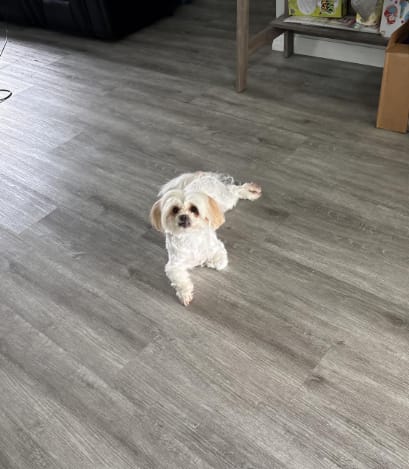 Customer photo review of Pawsky™ 2-in-1: Brushes & Vacuums