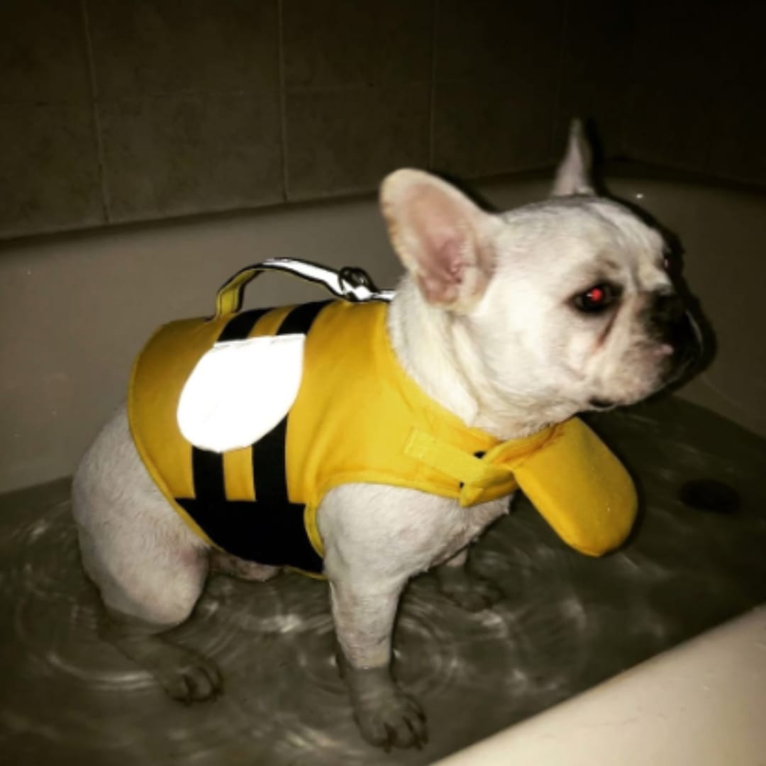 Customer photo review of Flotador Canino
