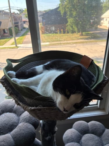 Customer's black and white cat sleeping comfortably in a round, green Instinct Basket by a window.