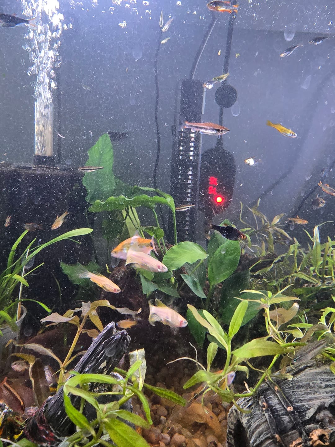 Customer photo review of Longfin Gold Zebra Danio (Danio rerio)(Unsexed)