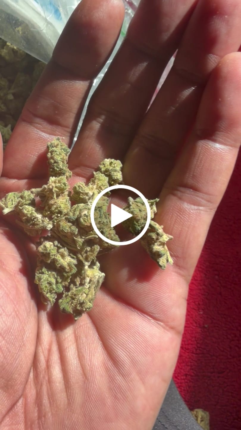 Customer video review of Triangle Kush - Bulk - Indica