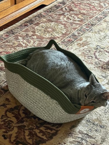 Customer's gray cat resting comfortably in a green Instinct Basket.