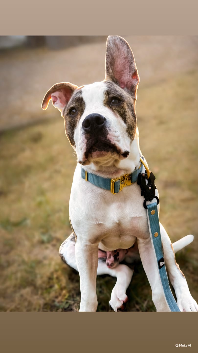 Customer photo review of Extreme Gold Buckle Baby Blue - Starkt och säkert halsband