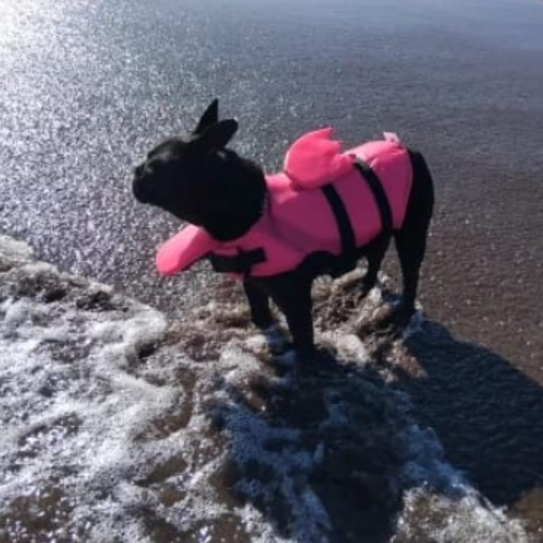 Customer photo review of Flotador Canino