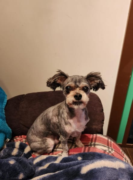 Customer photo review of Pawsky™ 2-in-1: Brushes & Vacuums