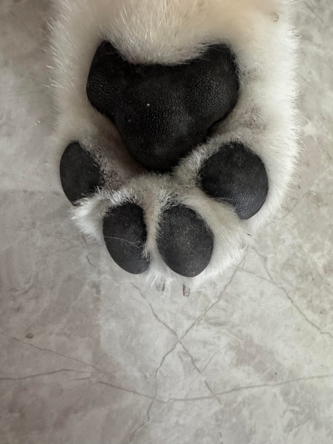 Customer photo review of Precision Paw Trimmer with LED Light