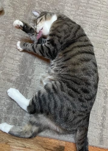 Customer photo review of Pawsky™ 2-in-1: Brushes & Vacuums