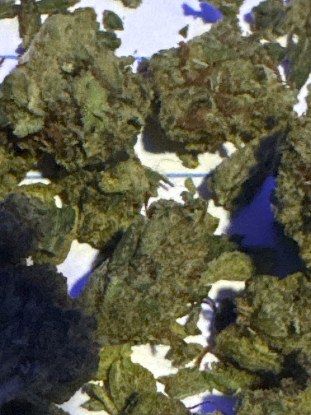Customer photo review of Light Assist THCA Smalls