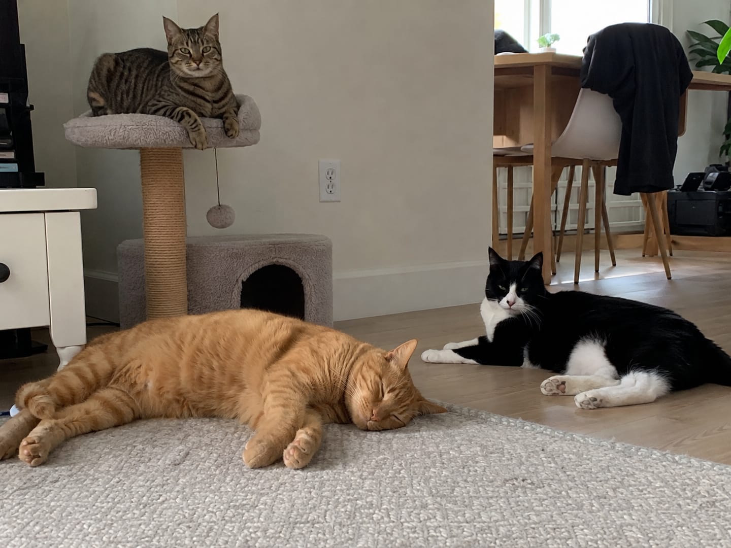 Customer photo review of Catpip Calm Room Pheromone Diffuser