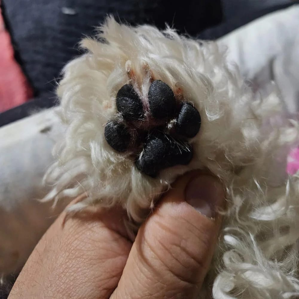 Customer photo review of Quiet Pet Trimmer — Paws, Face & Sensitive Areas