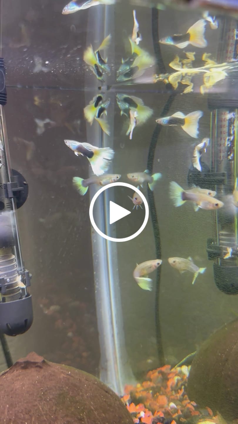 Customer video review of Half Black Yellow Guppy Fish