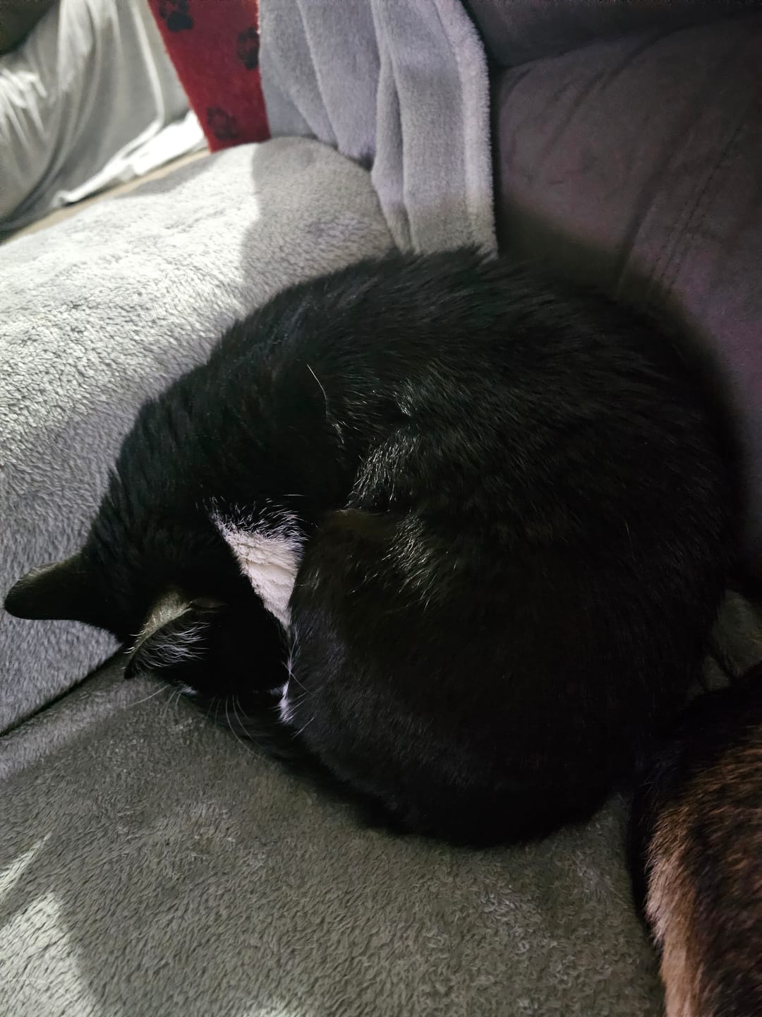 Customer photo review of Fit Litter