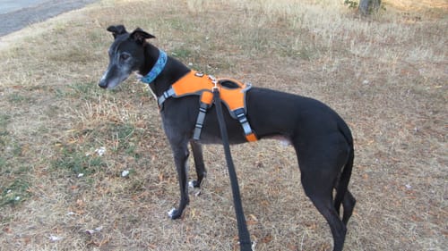 Customer photo review of Escape proof Harness (3 Strap)