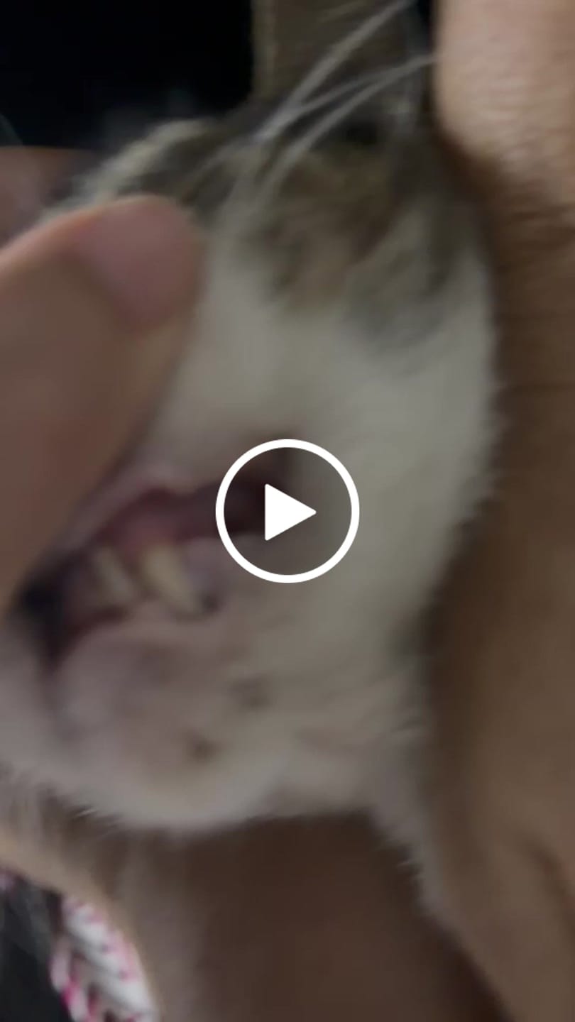 Customer video review of HealthyMouth® Water Additive for Cats (Clinically Proven, VOHC Accepted)