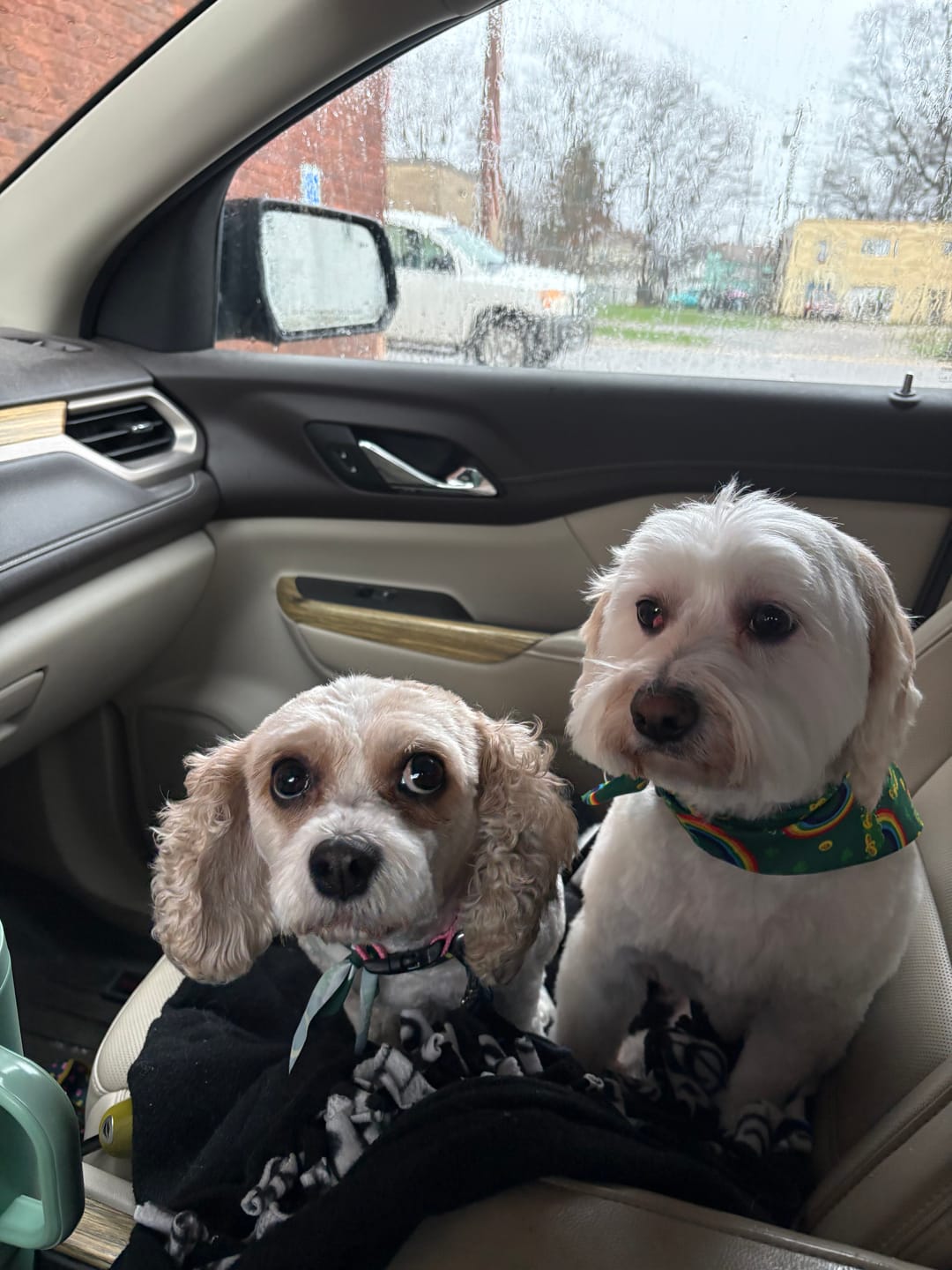 Customer photo review of Simparica TRIO - Triple Protection for Dogs in One Tasty Monthly Chew