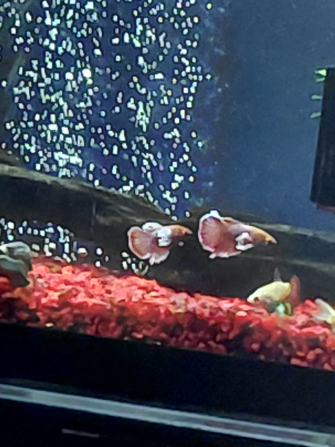 Customer photo review of Dumbo Lavender Female Betta Fish