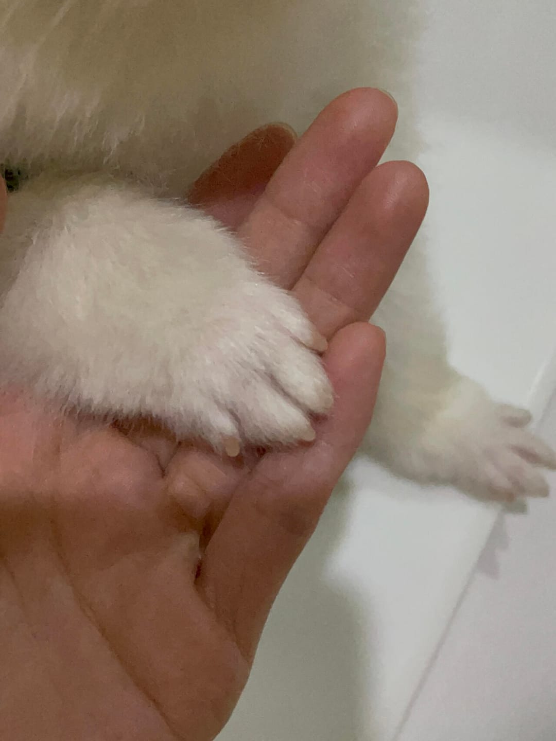 Customer photo review of Precision Paw Trimmer with LED Light