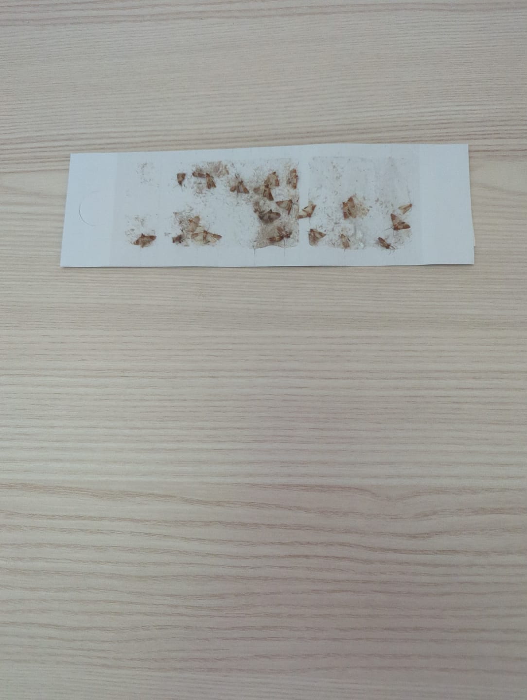 Customer photo review of Schlupfwespen gegen Lebensmittelmotten