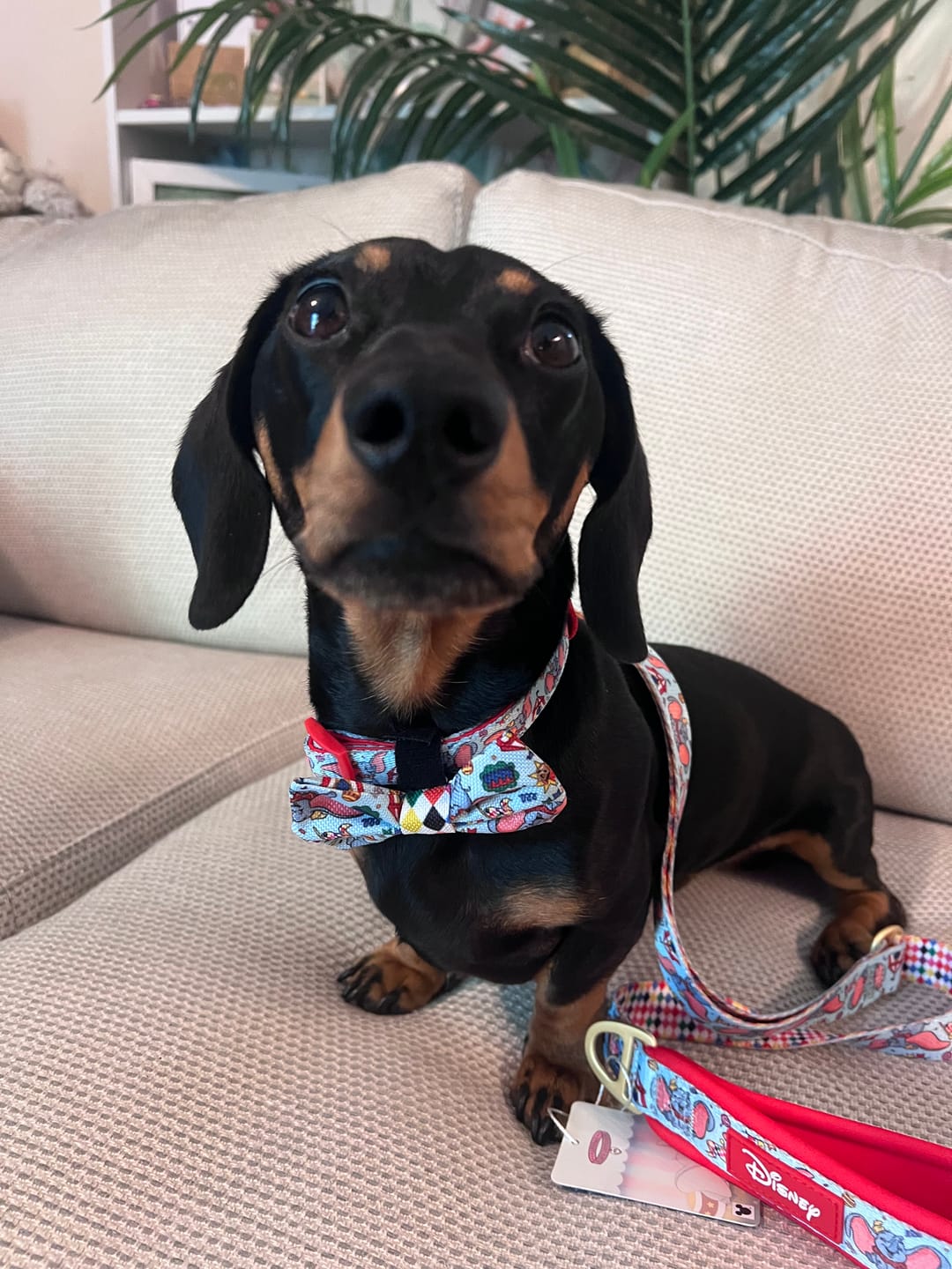 Customer photo review of Disney© Bow Tie - Dumbo