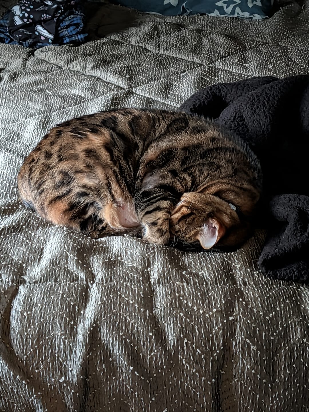 Customer photo review of PEASY (Stress, Anxiété, Nervosité) pour chiens et chats