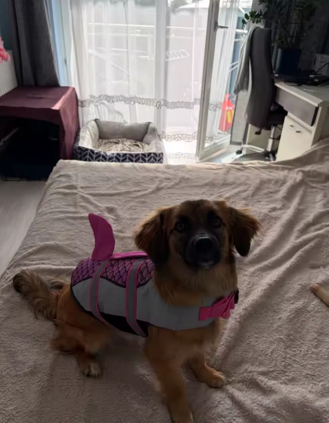 Customer photo review of Chaleco Sharkpets