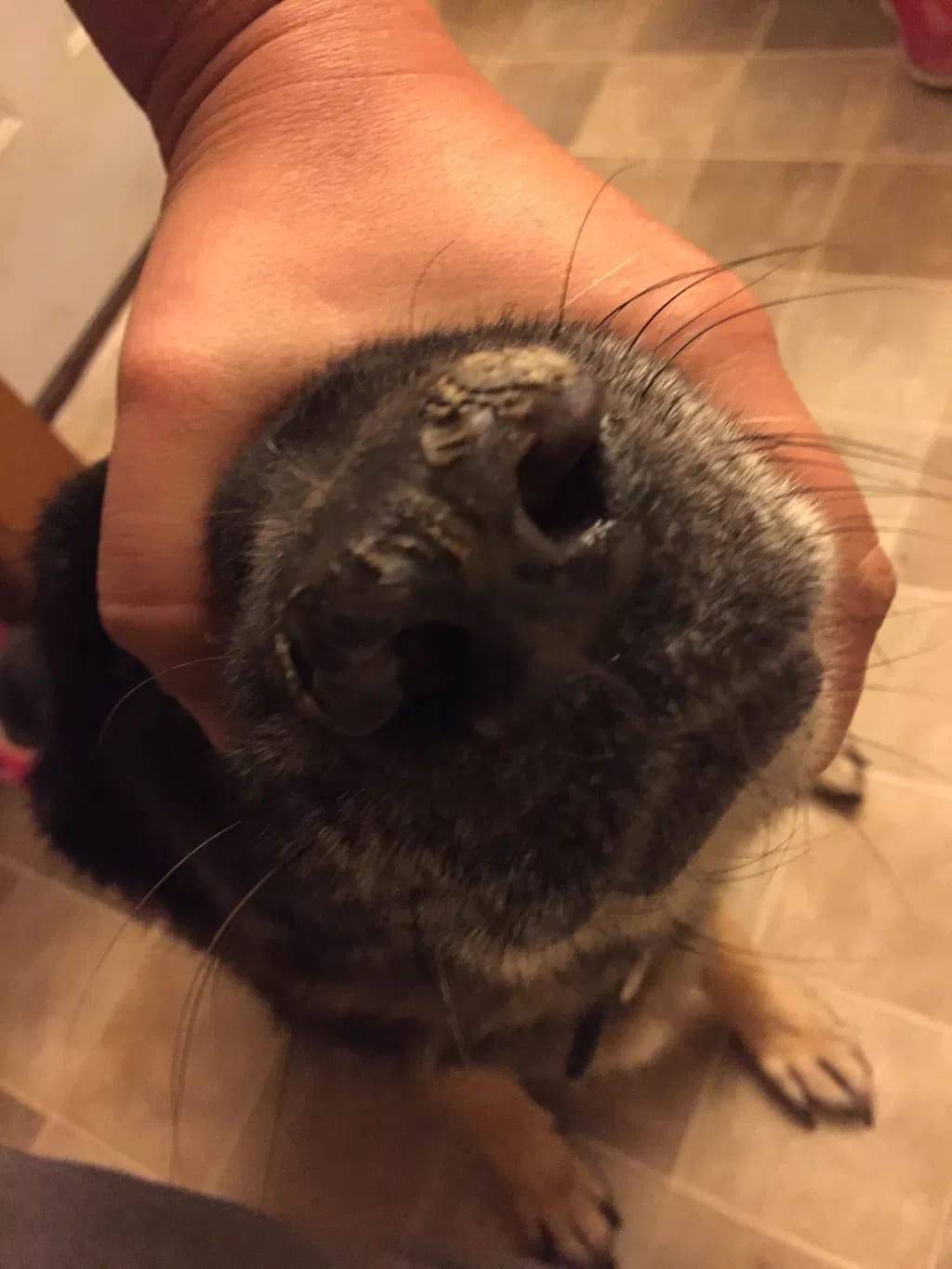 Customer photo review of Κρέμα για Πατούσες και Μύτη Σκύλου & Γάτας, Προστασία και Μαλακό δέρμα