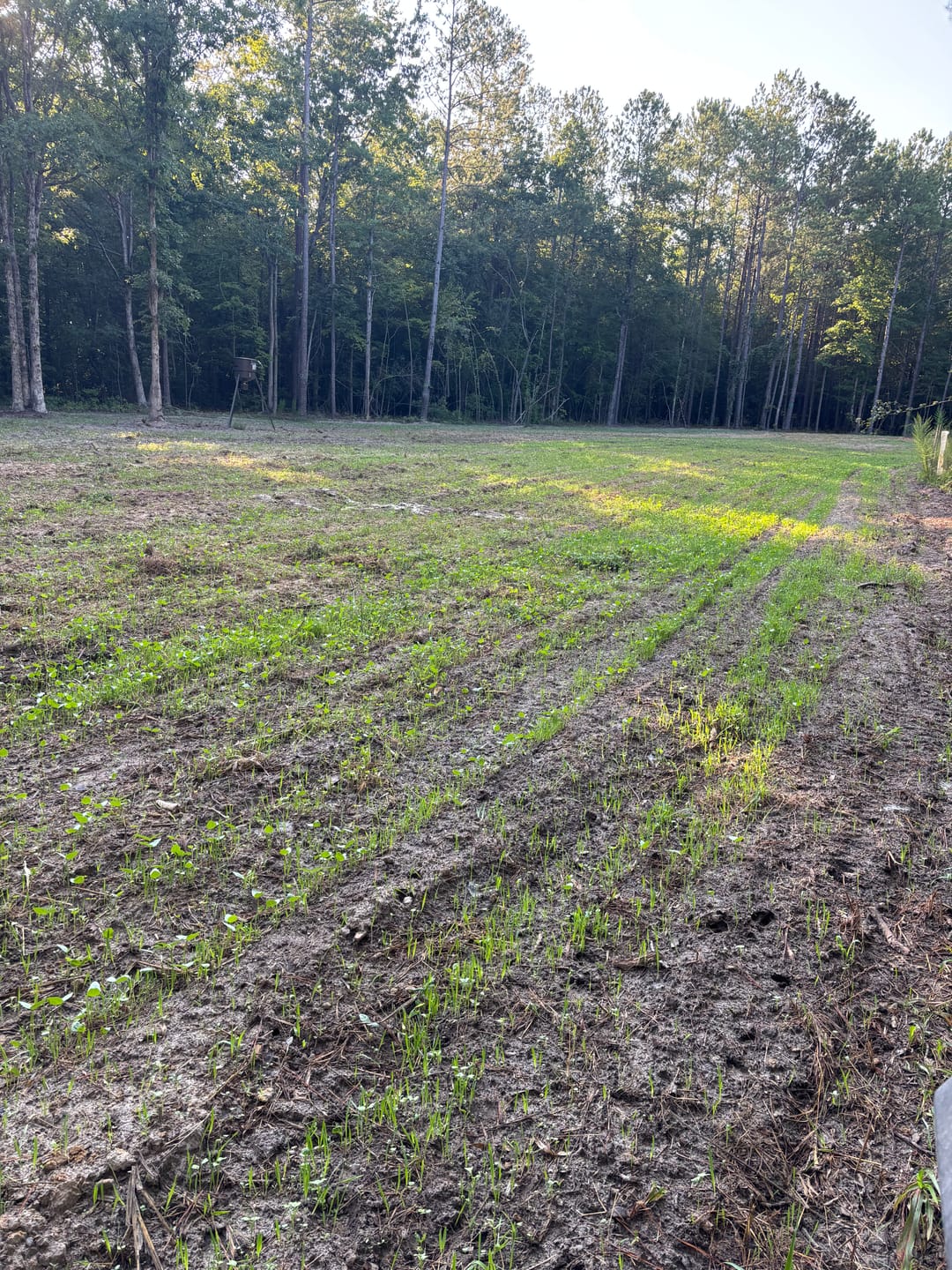 Customer photo review of Late Season Brassicas