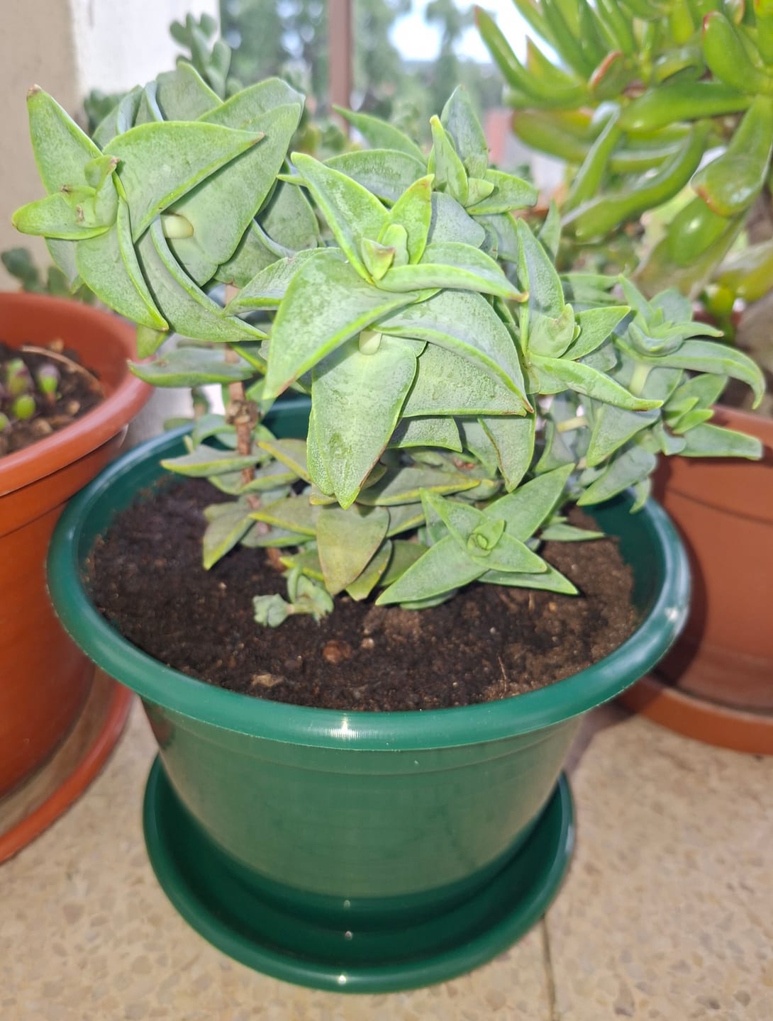 Customer photo review of Crassula perforata 'Penhoek Pass'