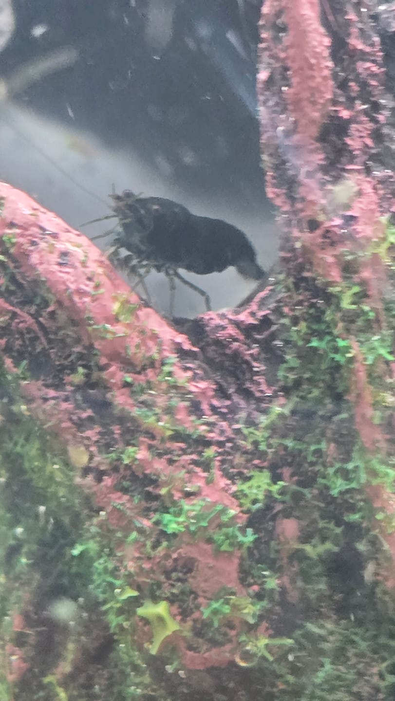 Customer photo review of Green Jade Shrimp