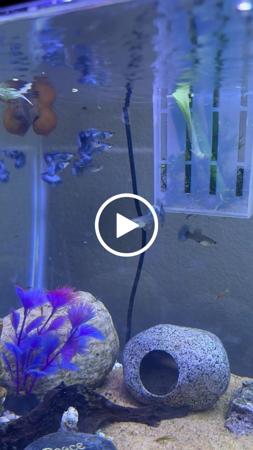 Customer video review of Blue Dragon Guppy Fish