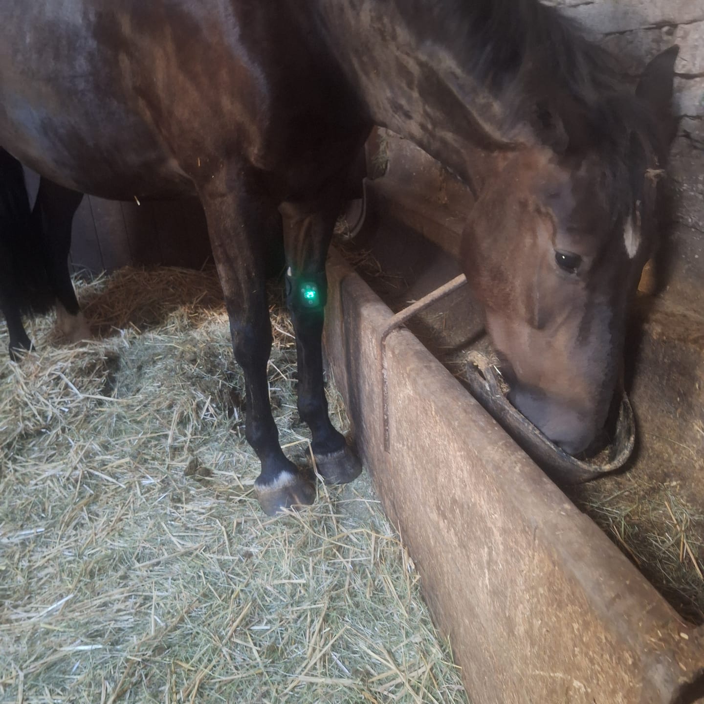 Customer photo review of HorseHalo™ HaloLegs Mini