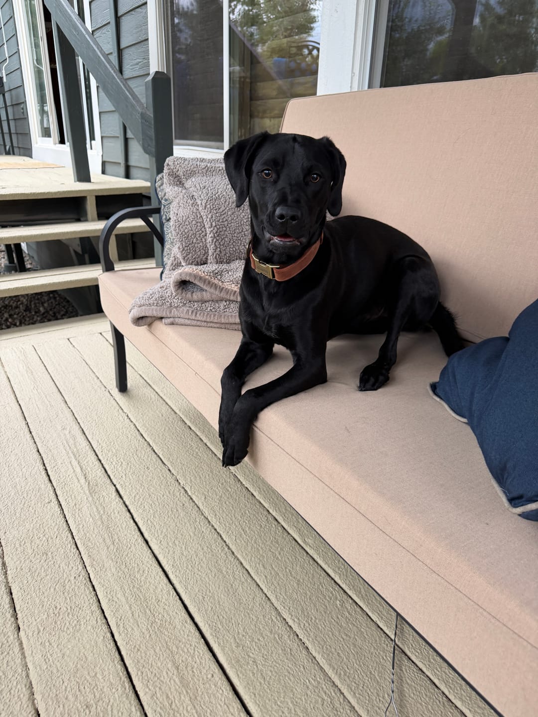 Customer photo review of Custom Dog Leash | Antique Brass Hardware | Crazy Horse Leather