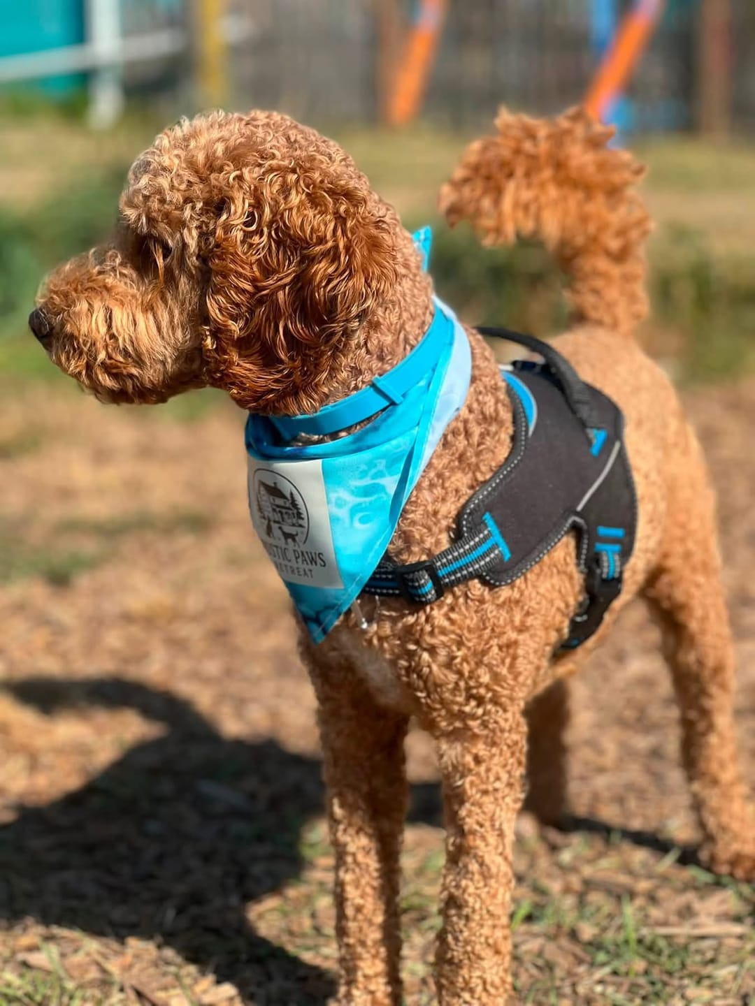 Customer photo review of FurLife™ - 8 Months All Natural Flea and Tick Collar for Dogs