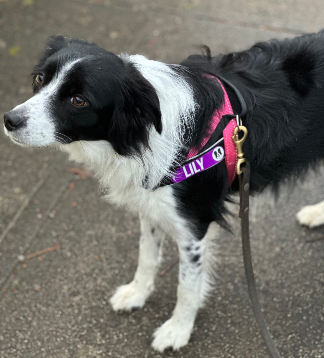 Customer photo review of Personalised Dog Badges That Let Their Personality Shine