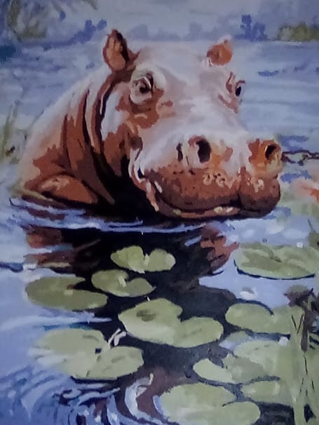 Customer photo review of Young Hippo