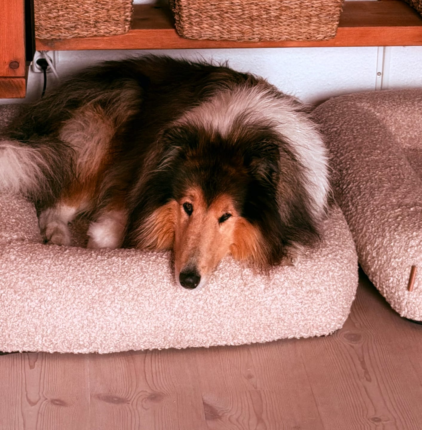 Customer photo review of Staey - Karla Ortopædisk Hundeseng, Sand Curly
