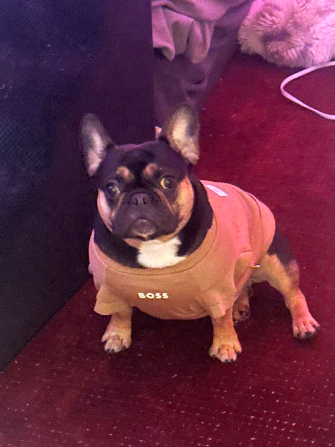 Customer photo review of Dog Essentials Short Sleeve Crewneck