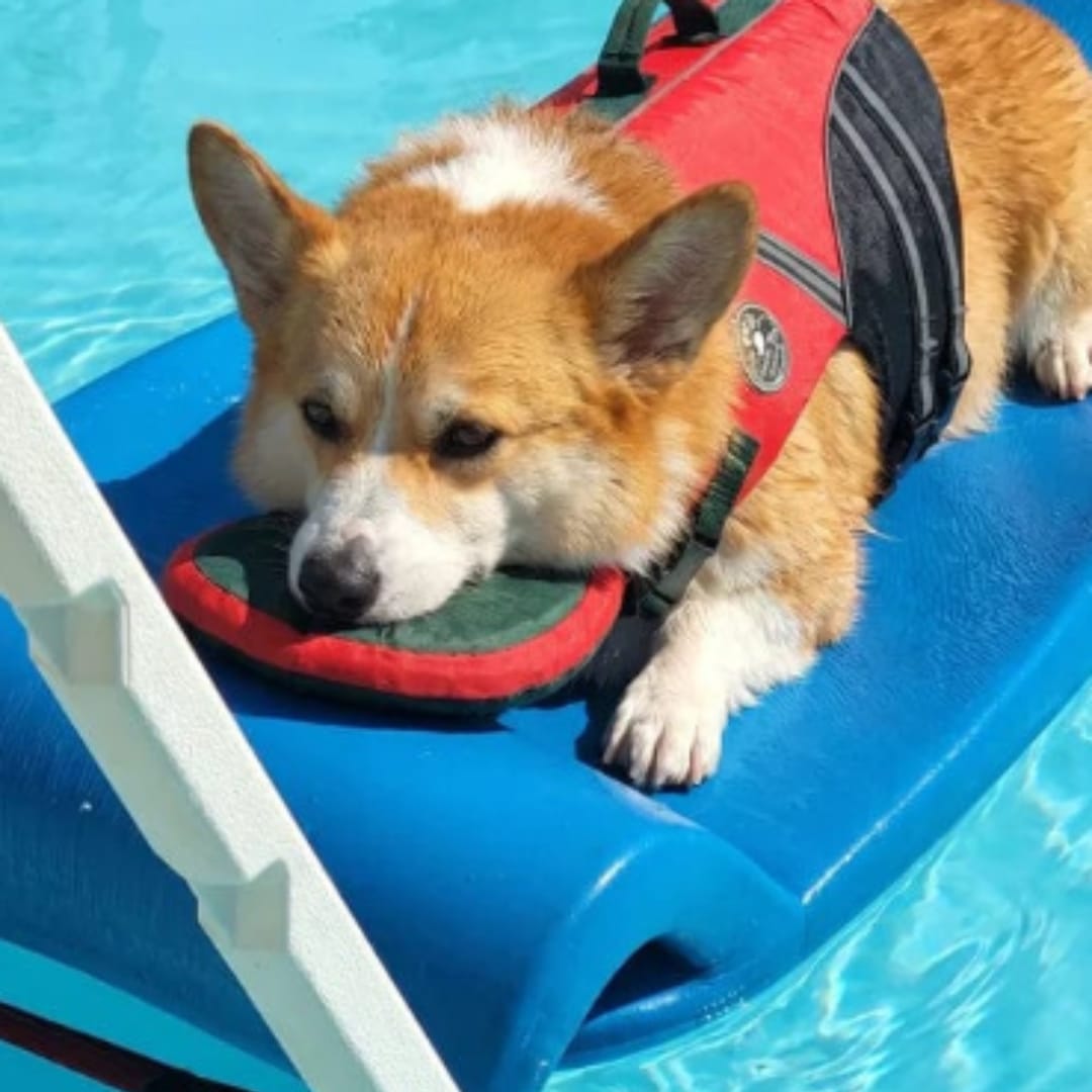 Customer photo review of Flotador Canino