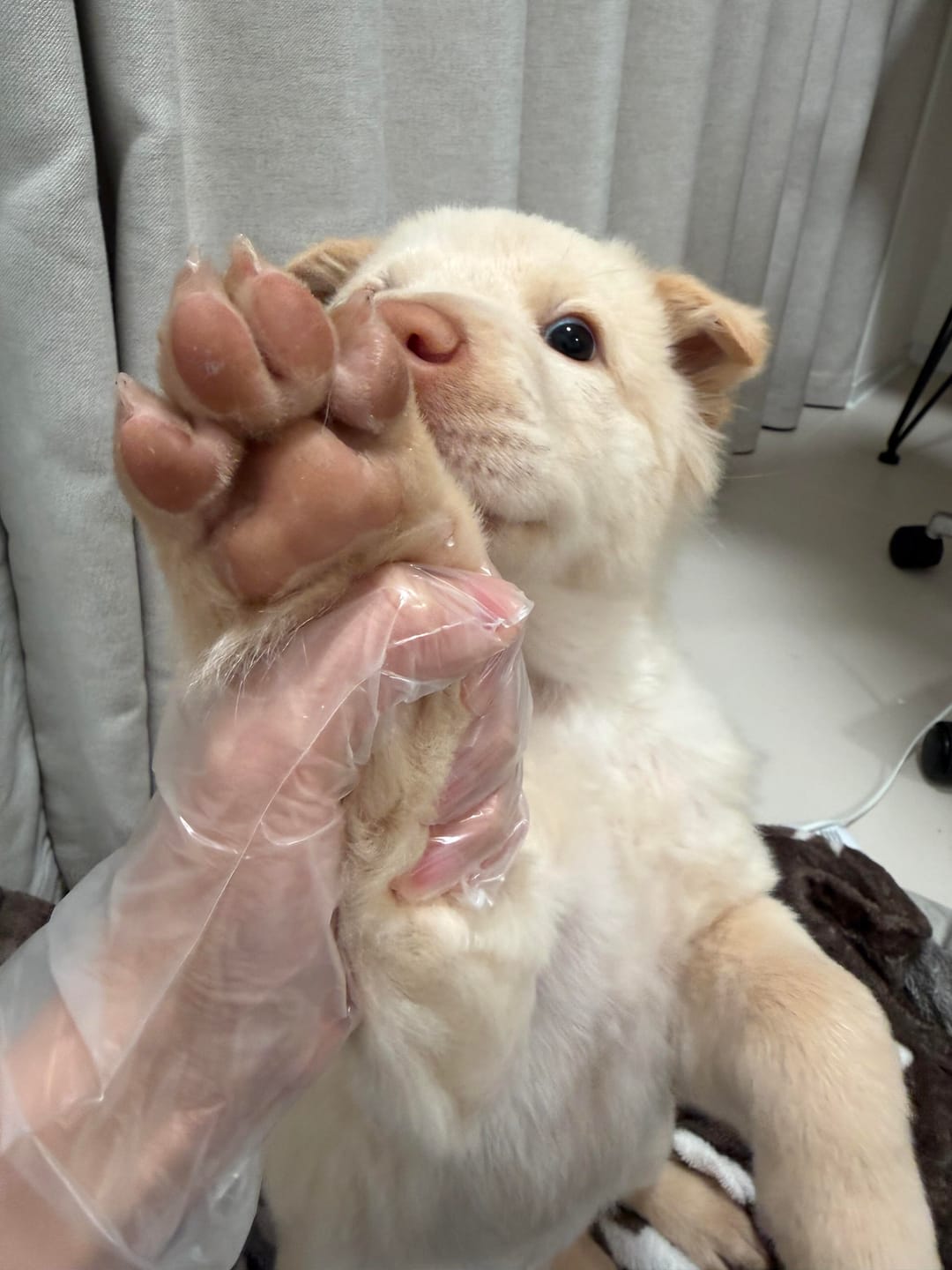 Customer photo review of Precision Paw Trimmer with LED Light