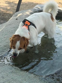 Customer photo review of TruePet Anti-Zug Hundegeschirr | No-Pull mit Front-D-Ring (Zinklegierung) | Air-Mesh Gepolstert | Reflektierend | 9 Farben | S-XL