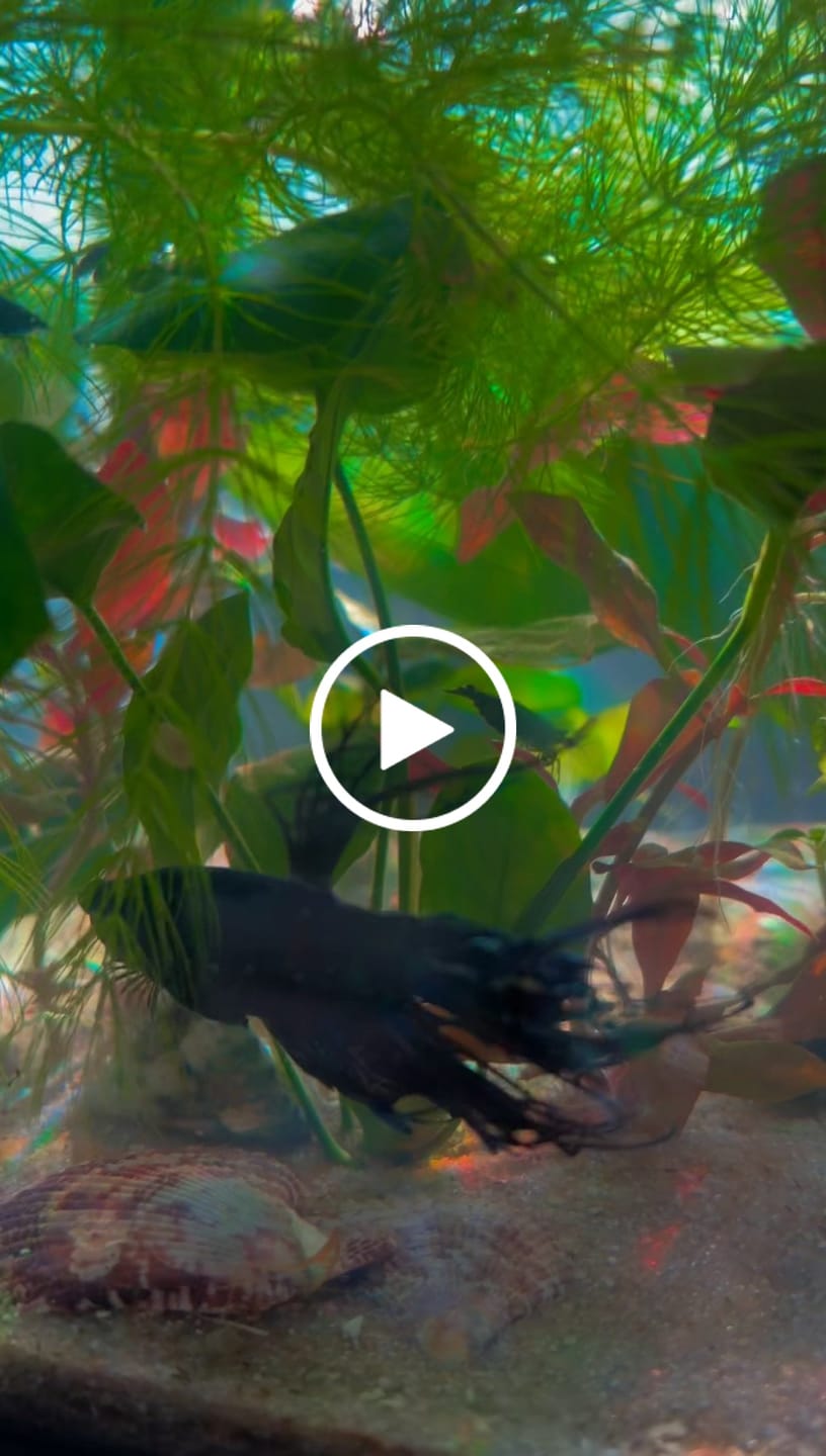 Customer video review of Crowntail Black Orchid Male Betta Fish