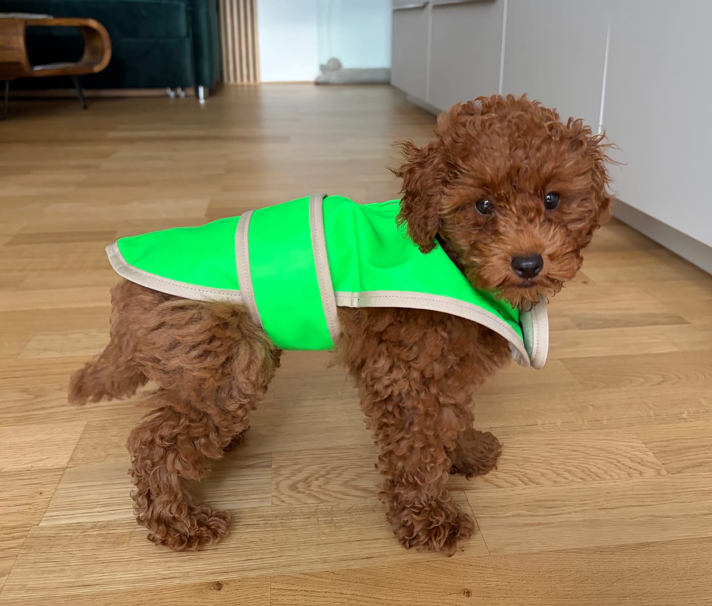 Customer photo review of THE GLOW RAINCOAT mini-fit – Hundemantel für kleine Hunderassen und Dackel in Neongrün