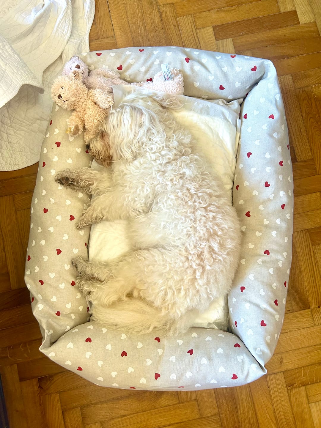 Customer photo review of Divanetto Cotone Little Love Pink